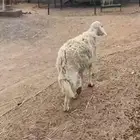 للبيع خروف