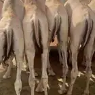 قعدان مغلقه