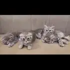 قطط سكوتش فولد للبيع