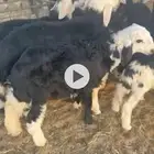بهم نجد مراح واحد خرفان ورخال