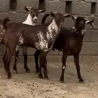 تيس فحل اوشح ادهم ادبس