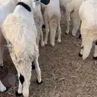 سواكن مرابي