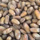 صفري بيشه