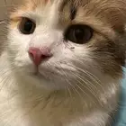 قطه للتبني