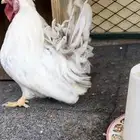 جوز