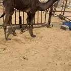 قعود كفووو للبيع رقم الجوآل