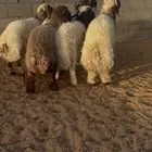 طليان نعيم للبيع