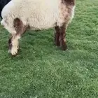 للبيع جذع نعيم كفووو