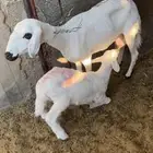 للبيع شاتين ثنيه ورباع الموقع بيشة