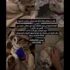 فقدان قط شيرازي