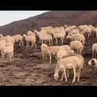 مراح حرش رخال تم البيع