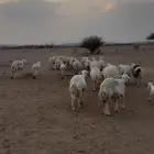 ضان ولد ودفيع