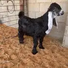 تيوس فحول عوارض صنف