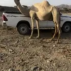 ناقه حرة خلفه لها اسبوع