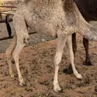 بكره قصب تحت أمها