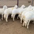 تسعه خرفان سمان ونظاف ومشروطه عمر اربعه شهور