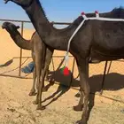 عشرا توه معزول منها الحاشي