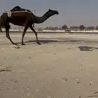 مجهم بكر عشرا