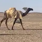 للبيع بكره صفرا مفروده