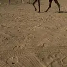 لقحه