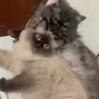 تبني قطط