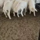 بهم صنف