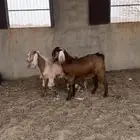 تيوس شحم