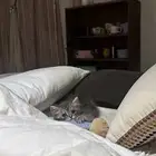 قطه كيتن شيرازي