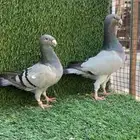 للبيع حمام هومر