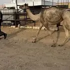 بكره قليصه طوع راس