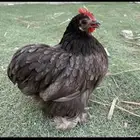 للبيع دجاج كوشن