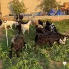 تيوس جفار للبيع الموقع الخرج الرحمانية