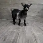 للبيع انثى ماعز قزم أمريكي مستوى توب