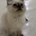 كيتن همالايا للبيع