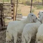 بهم حري كفو