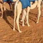 قعود على بعير بن دلمخ