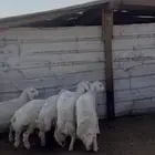 خرفان حريات بريه خاص للزوجات