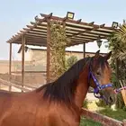 تدريب ركوب خيل