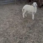 رخل اربعه شهور