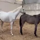 فرسات للبيع العمر اقل من 5 سنوات