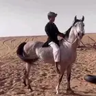 حصان شعبي