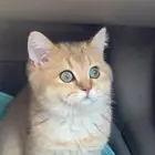 قطط