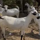 بيشيات فواخر