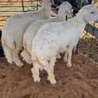 سلام عليكم عرض خرفان حريات طرف وشعره