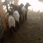 لبيع دوغير أعمارها من شهر الي شهرين