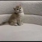 قط ذكر برتيش للبيع