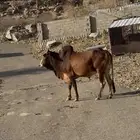 ثور فحل حار من المزرعه