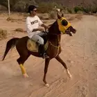 فرس شعبيه