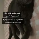 قطة سكوتش