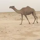 معشر صفرا تم البيع